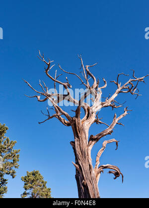 Dead tree on the South rim of the Grand Canyon in the USA Stock Photo