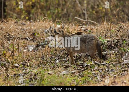 Indian Jackal Stock Photo