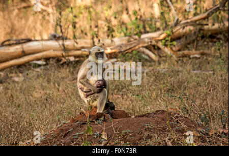 Hanuman langur with baby Stock Photo