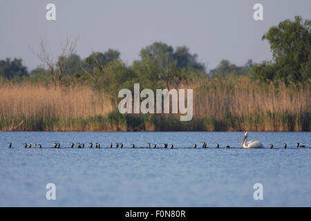 Dalmatian pelican (Pelecanus crispus) and large flock of Great / Common cormorant (Phalacrocorax carbo) Danube Delta, Romania, May 2009 Stock Photo