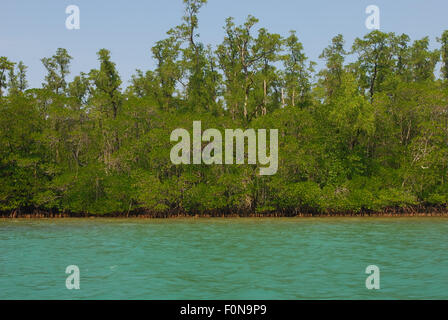 Mangrove trees on the coastal area of Handeuleum Island, a part of Ujung Kulon National Park area in Pandeglang, Banten, Indonesia. Stock Photo