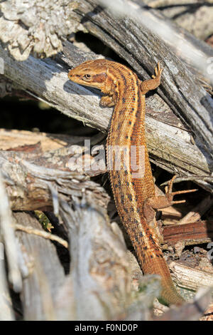 Female Common Viviparous Lizard basking on a log pile