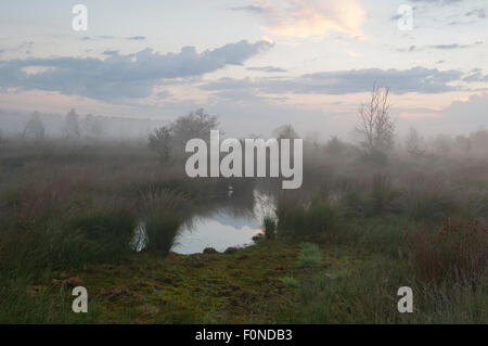 Fog in the morning in the Moor, Emsland, Lower Saxony, Germany Stock Photo
