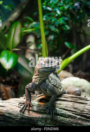 Rhinoceros Iguana (Cyclura cornuta) on a tree trunk, prevalent in Hispaniola, captive Stock Photo