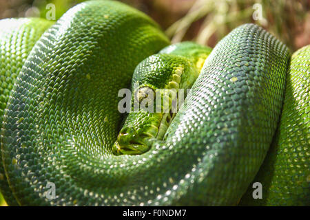 Green Tree Python (Chondropython viridis), captive Stock Photo