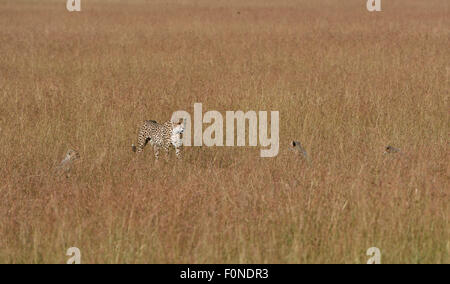 Female Cheetah (Acinonyx jubatus) roaming the grasslands with cubs, Maasai Mara National Reserve, Narok County, Kenya Stock Photo