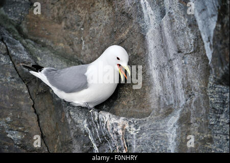 Black-legged kittiwake (Rissa tridactyla) on cliff, screaming, Bylot island, Baffin bay, Nunavut, Canada. Stock Photo