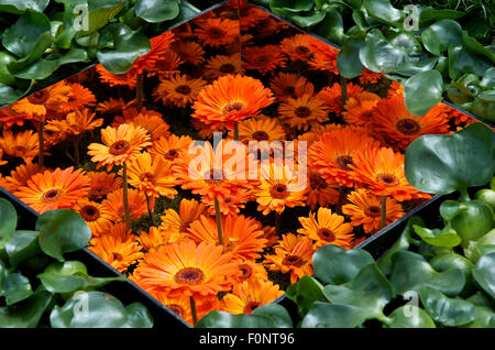 Reflective box of Gerberas in The World Vision Garden at RHS Hampton Court Palace Flower show 2015 Stock Photo