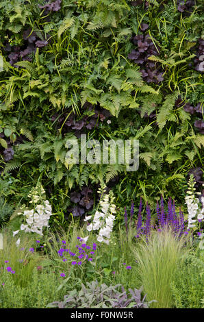 Living wall of ferns and Heuchara in The Wellbeing of Women Garden Stock Photo