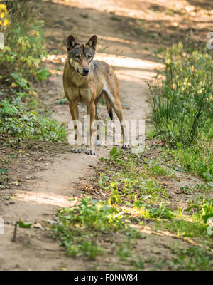 Portrait of Eurasian wolf (Canis lupus lupus), also known as  Middle Russian forest wolf, or the common wolf. It is a  subspecie Stock Photo