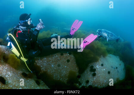 Oct. 15, 2014 - Vladivostok, Islands Verkhovsko, Primorye, Far East, Russia - Spotted seal, larga or largha seal (Phoca largha, Phoca vitulina largha), Islands Verkhovskogo, Peter the Great Gulf, Sea of Japan, Far East,  Vladivostok, Russia. (Credit Image: © Andrey Nekrasov/ZUMA Wire/ZUMAPRESS.com) Stock Photo