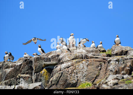 Group of Atlantic Puffins (Fratercula arctica) on Isle of May, Firth of Forth, Scotland Stock Photo