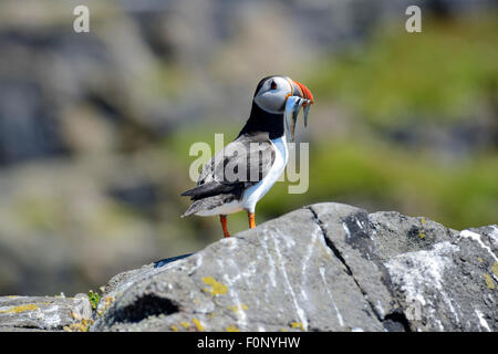 Atlantic Puffin (Fratercula arctica) with fish in mouth on Isle of May, Firth of Forth, Scotland Stock Photo