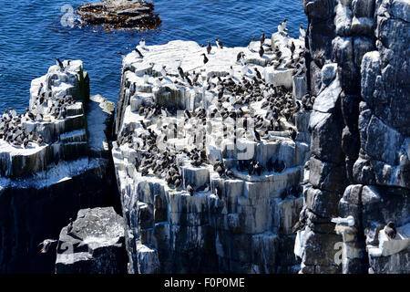 Guillemots (Uria aalge) nesting on cliff ledges on Isle of May, Firth of Forth, Scotland Stock Photo