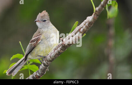 Yellow-bellied Elaenia (Elaenia flavogaster)  perched on a tree branch Stock Photo