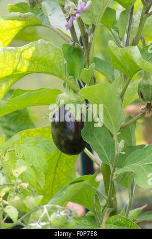 Solanum melongena. Aubergine bonica growing on the plant Stock Photo