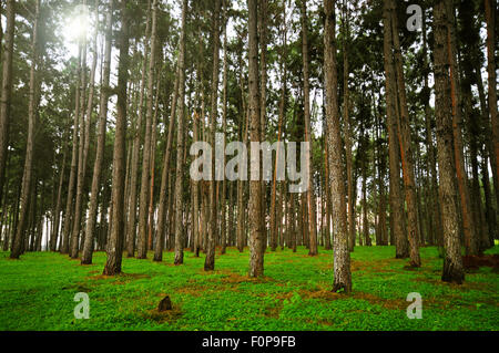 Pine forest with tall trees and the sun shining through in the background Stock Photo