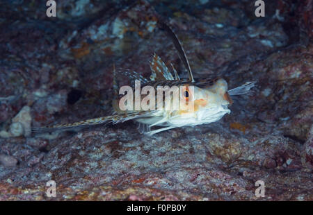 CLOSE-UP FACE VIEW OF HELMET GURNARD SWIMMING CLOSE TO CORAL REEF BOTTOM Stock Photo