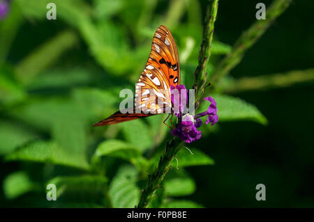 Beautiful Gulf Fritillary (Euptoieta claudia) butterfly posed on a red flower feeding Stock Photo