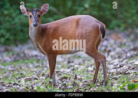 Barking Deer (Muntiacus muntjac ) in Nagahole National Park in India Stock Photo