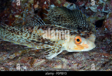 CLOSE-UP VIEW OF HELMET GURNARD WAITING ON CORAL REEF BOTTOM Stock Photo