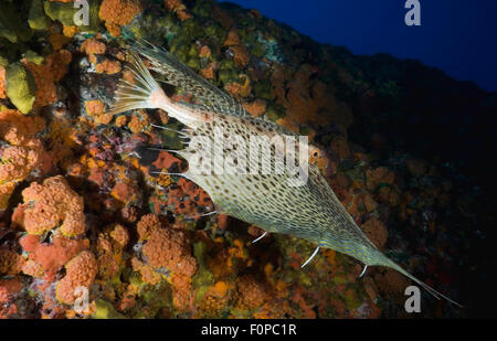 CLOSE-UP VIEW OF HELMET GURNARD SWIMMING ON CORAL REEF Stock Photo