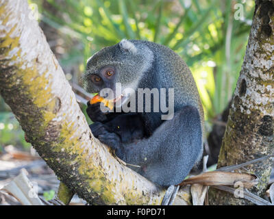 Male sykes' monkey (Cercopithecus albogularis), also known as blue monkey (Cercopithecus mitis) in Tanzania eating yellow fruit. Stock Photo