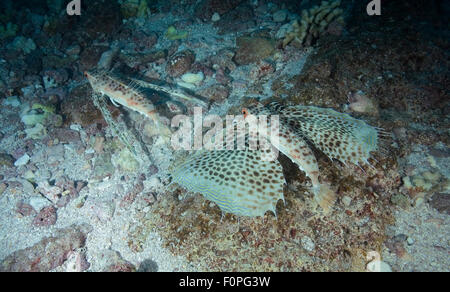 COUPLE OF HELMET GURNARD SWIMMING ON CORAL REEF BOTTOM Stock Photo