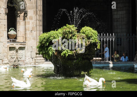 Pond and fountain at cloisters at Barcelona Cathedral,Barri Gotic,Catalonia,Spain Stock Photo