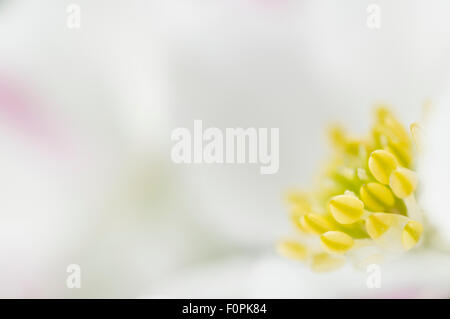 Narcissus-flowered anemone (Anemone narcissiflora) close-up of flower, Liechtenstein, June 2009 Stock Photo