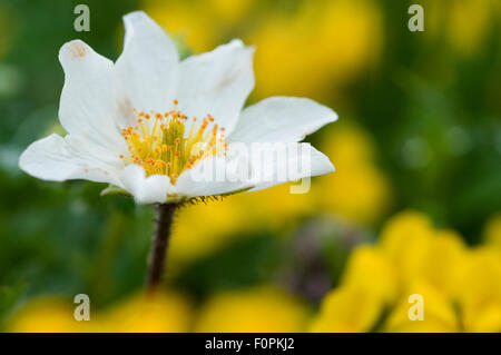 Narcissus-flowered anemone (Anemone narcissiflora) in flower, Liechtenstein, June 2009 Stock Photo