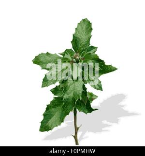 Silhouette of Plants. Vector Ilustration. Stock Vector