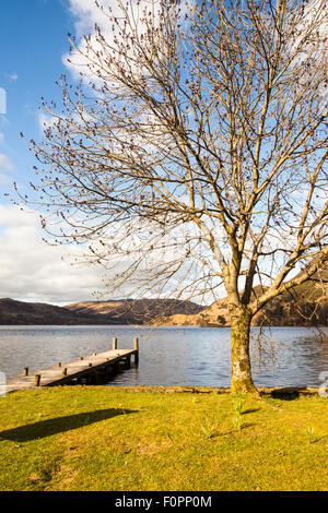 Tree beside Lake Ullswater in springtime, Glenridding, Lake District, Cumbria, England Stock Photo