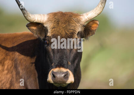 Heck cattle (Bos taurus) Oostvaardersplassen, Netherlands Stock Photo ...