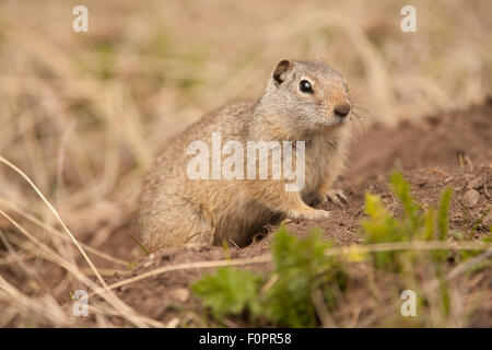 Uinta Ground Squirrel coming out of his burrow in the ground, in Yellowstone National Park, Wyoming, USA Stock Photo