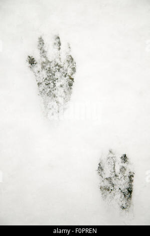 Raccoon tracks in the snow in Issaquah, Washington, USA Stock Photo