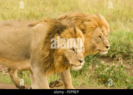Two male lions walking in the Seronera area of Tanzania, Africa Stock Photo