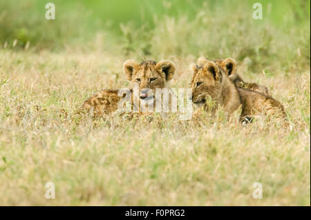 Lion cubs resting in the grass at Ngorongoro Crater, Tanzania, Africa