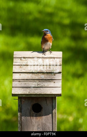 Bluebird sitting on top a bluebird house looking to left of frame Stock Photo