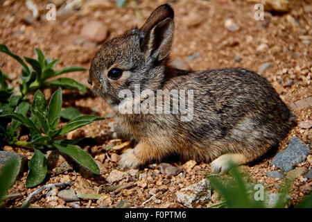 Baby desert cottontail rabbit sitting on gravel Stock Photo