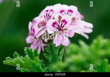 Apple geranium (Pelargonium odoratissimum) flower, Crete, Greece, April 2009 Stock Photo