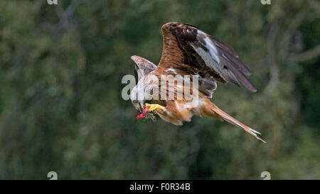 Red Kite feeding on the wing at Gigrin Farm near Rhayader in Wales. Stock Photo