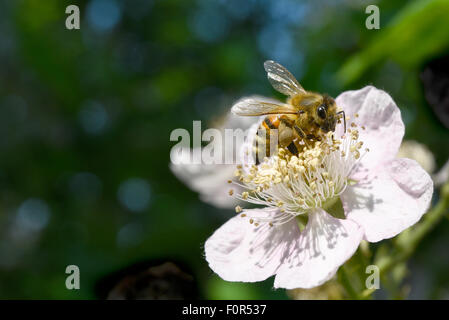 European honey bee (Apis mellifera) collecting pollen on the flower of a corymb rose (Rosa corymbifera), Germany Stock Photo
