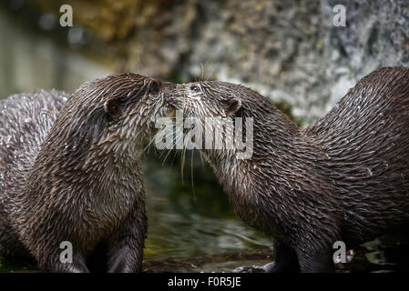 Oriental Small-clawed Otters (Aonyx cinerea) playing, captive, Germany Stock Photo
