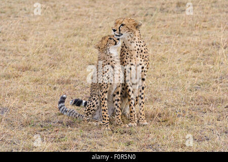 Cheetah (Acinonyx jubatus), female with young, Maasai Mara National Reserve, Narok County, Kenya Stock Photo