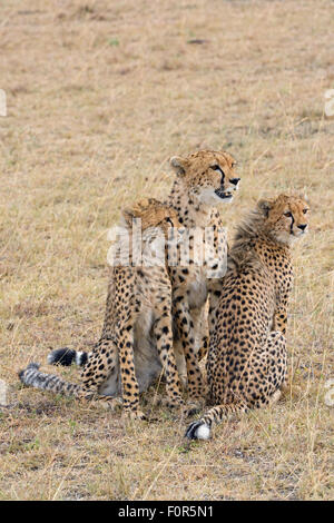 Cheetah (Acinonyx jubatus), female, young animals, Maasai Mara National Reserve, Narok County, Kenya Stock Photo