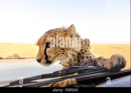Young cheetah (Acinonyx jubatus) climbing around on a car, Maasai Mara National Reserve, Narok County, Kenya Stock Photo