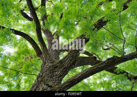 Eastern black walnut (Juglans nigra), view of the treetop, Lake Constance, Baden-Wuerttemberg, Germany Stock Photo