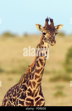 Masai giraffe (Giraffa camelopardalis), young animal with red-billed oxpeckers (Buphagus erythrorhynchus) on its neck Stock Photo