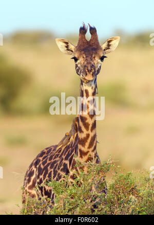 Masai giraffe (Giraffa camelopardalis), young animal with red-billed oxpeckers (Buphagus erythrorhynchus) on its neck Stock Photo